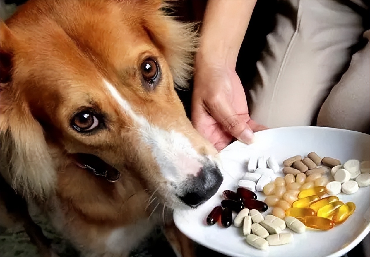 狗狗拉黑色的稀便严重吗,狗狗拉黑色的稀屎怎么回事