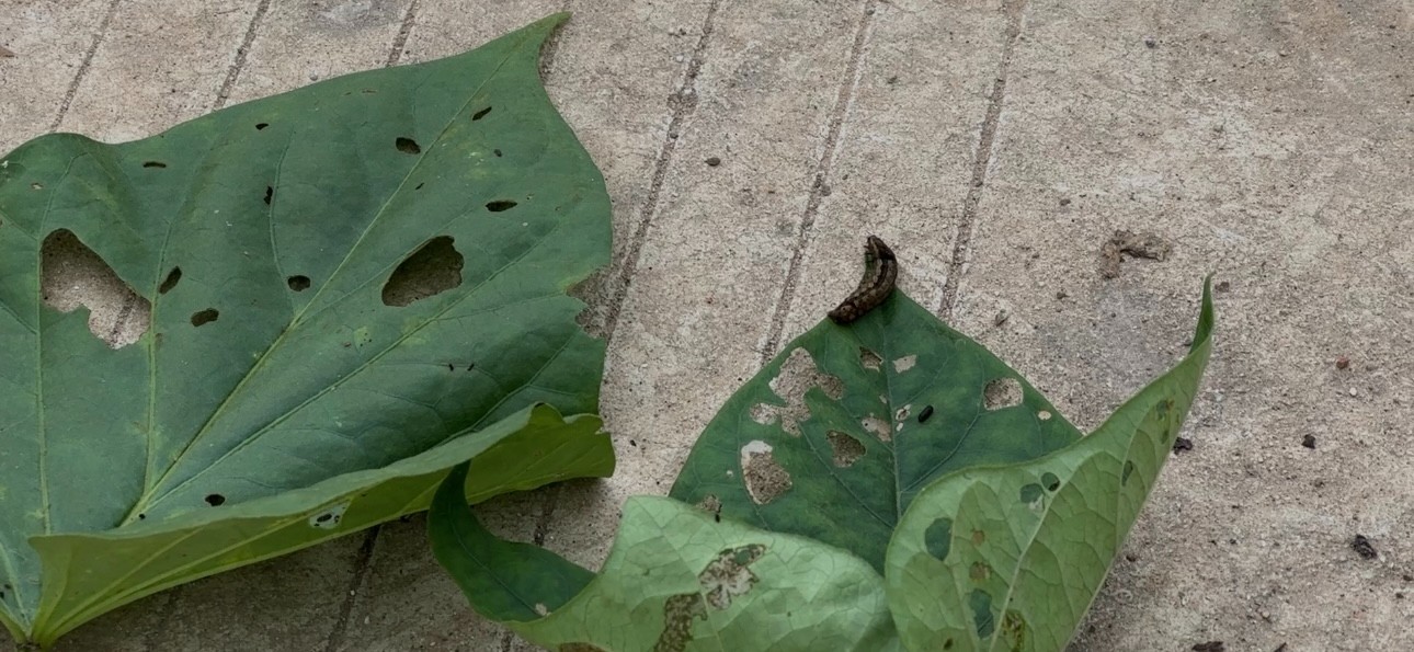 阳光政务｜简阳一农户田地里遭遇“虫子大军”怎么办？