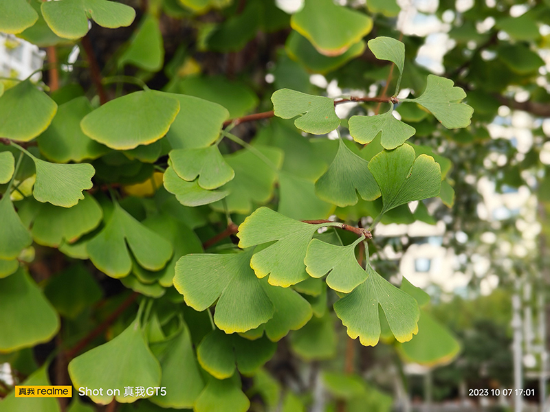 realme真我gt5手机开箱,realme真我x50开箱