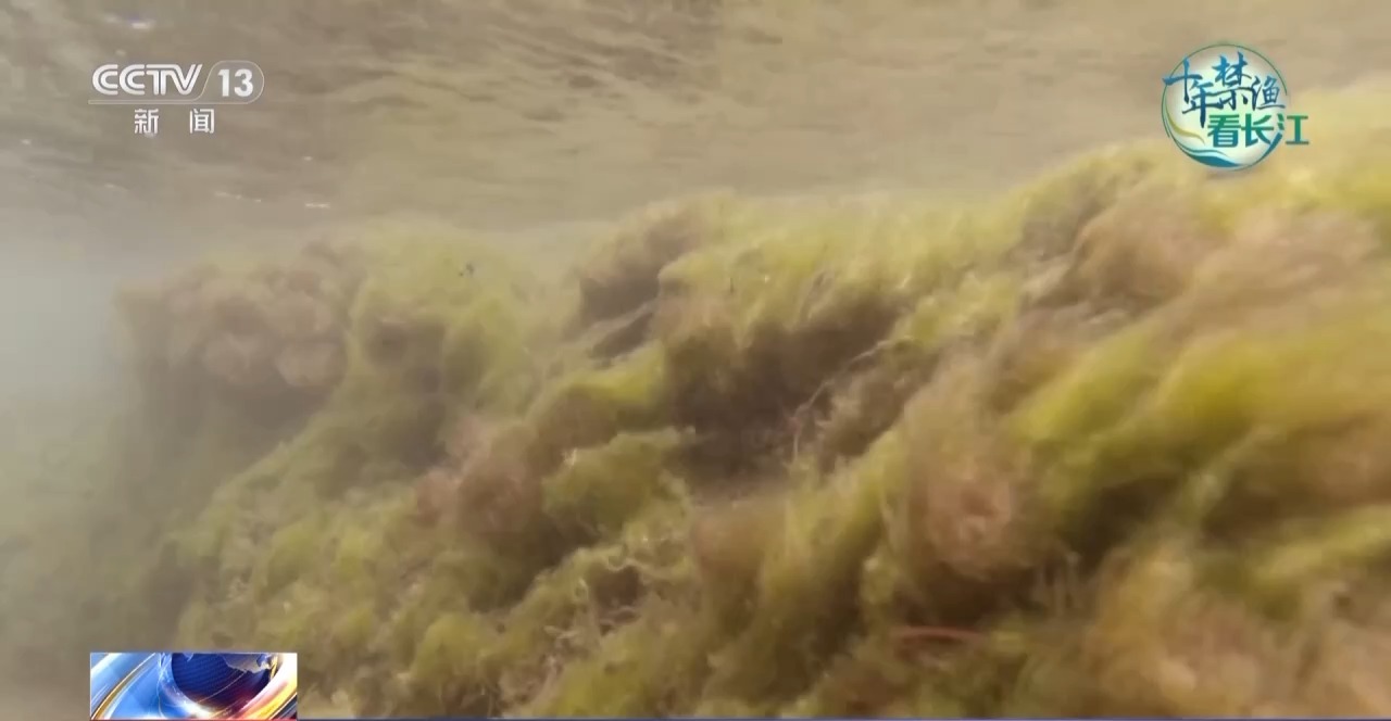 长江禁渔鱼类数据变化,长江禁渔三年多鱼儿们过得怎么样