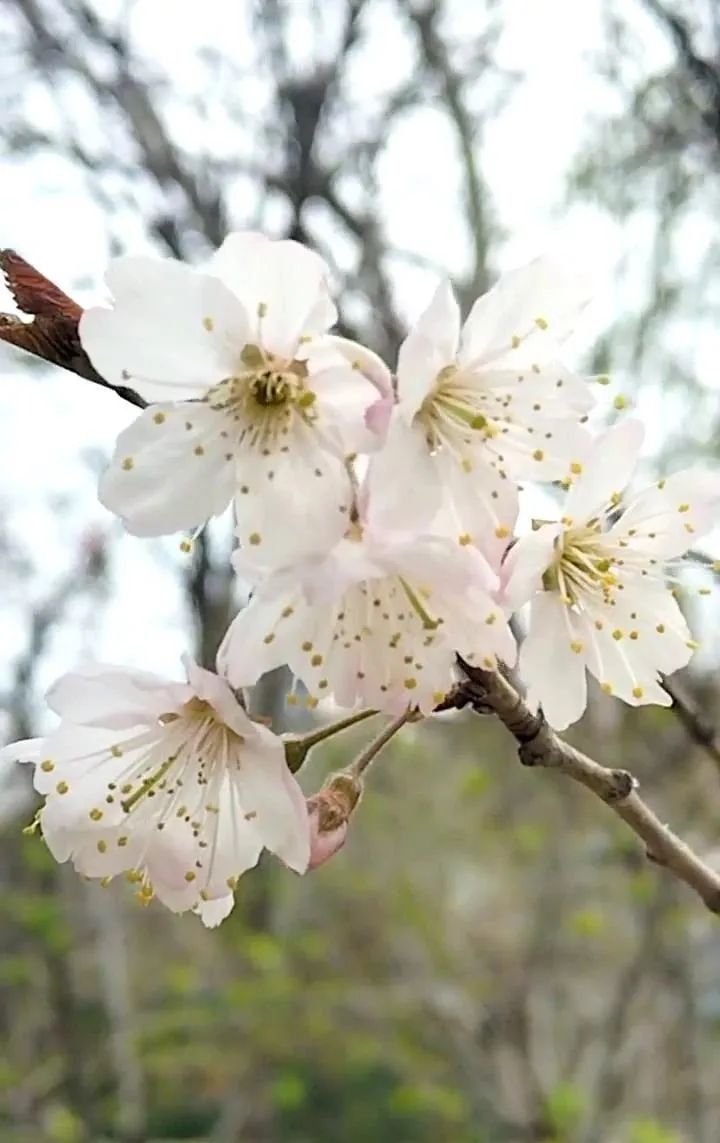 潍坊哪里的樱花最好,潍坊樱花大道在哪里