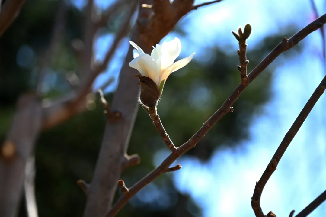 沈阳樱花拍照打卡,沈阳赏花打卡地