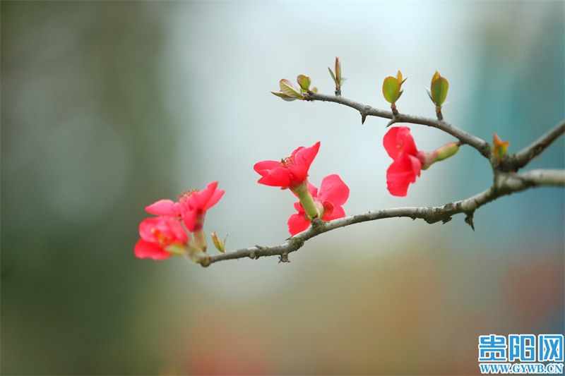 多彩贵州花漾中国走进黔西南,多彩贵州花漾中国兴义