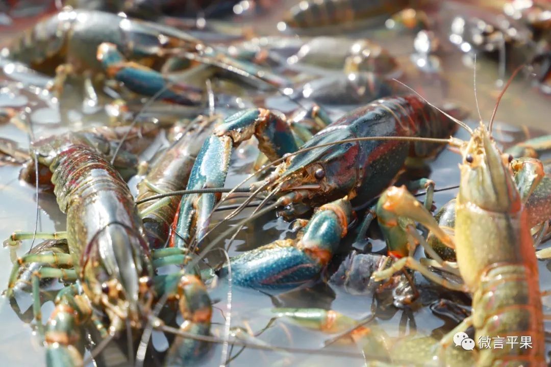 厉害的淡水虾,特别厉害的虾
