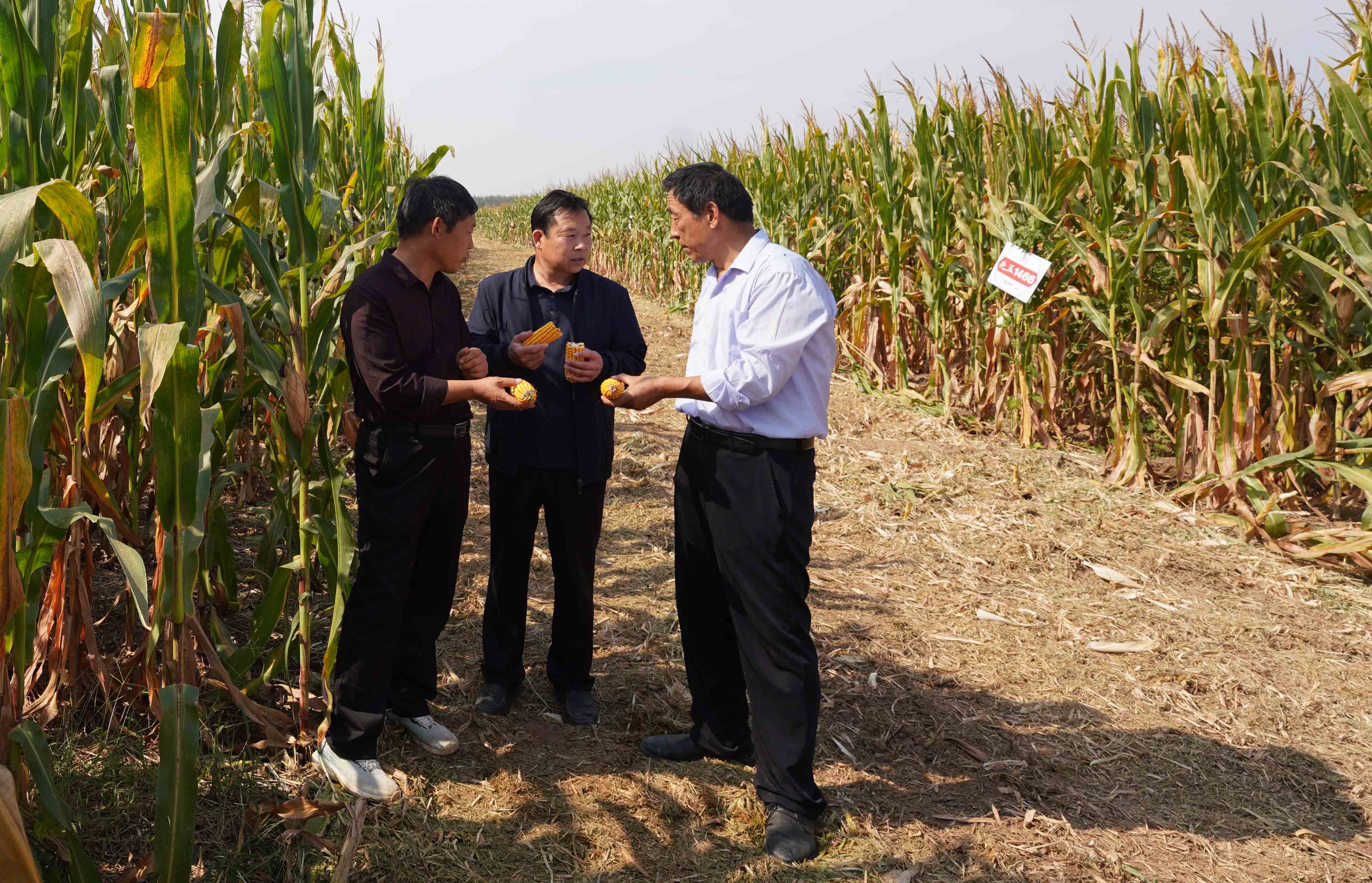 河北平乡话,田间地头说丰收