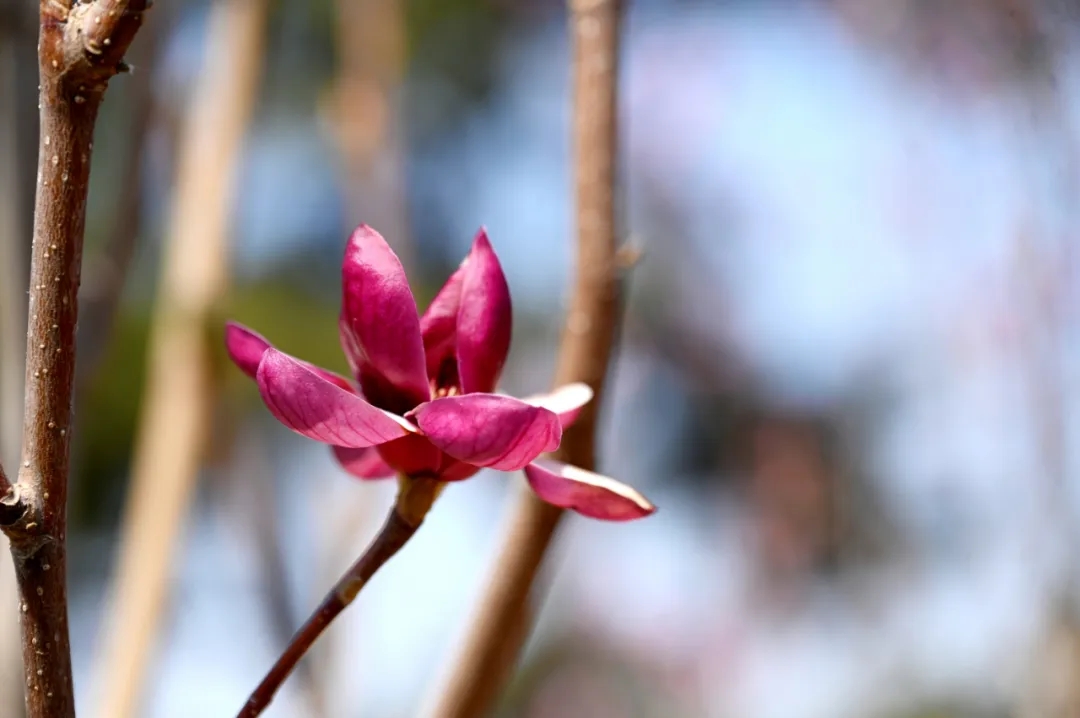 沈阳樱花拍照打卡,沈阳赏花打卡地