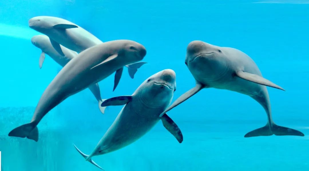 湖北银行2023守望长江超级马拉松（湖北·石首）暨石首半程马拉松官宣10月29日！