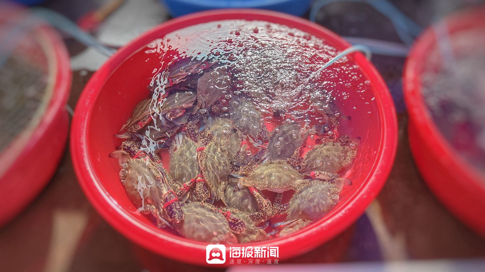 日照小海虾批发,日照小开海