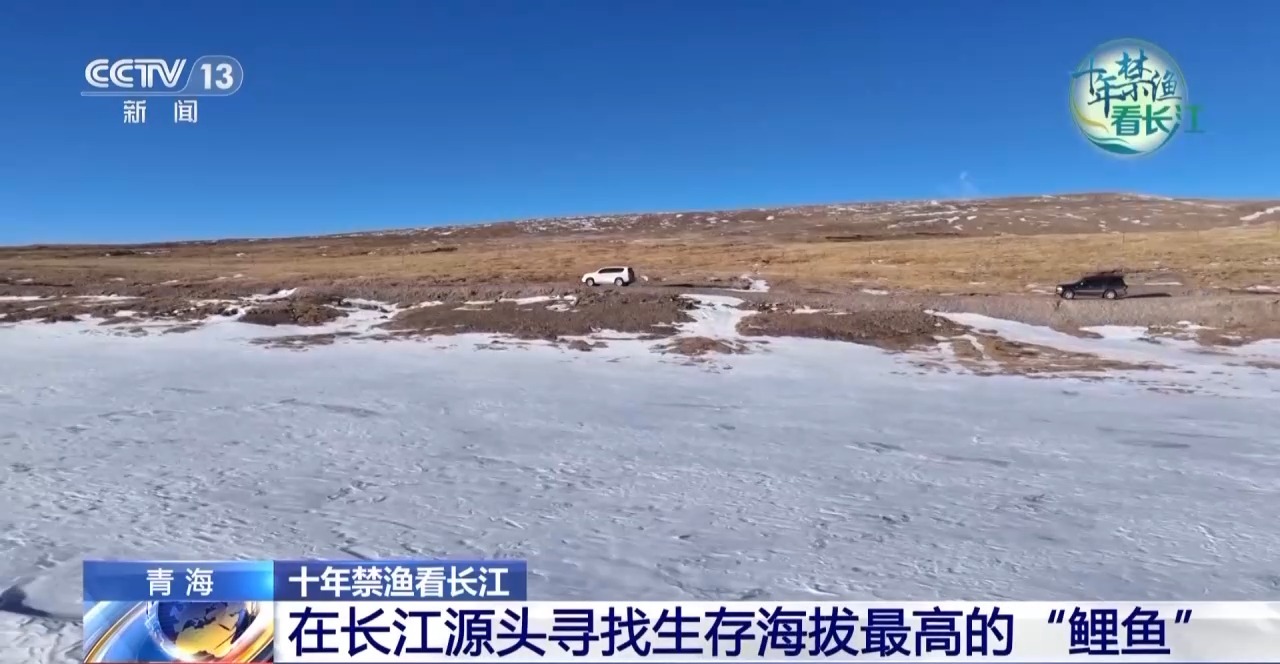 长江禁渔鱼类数据变化,长江禁渔三年多鱼儿们过得怎么样