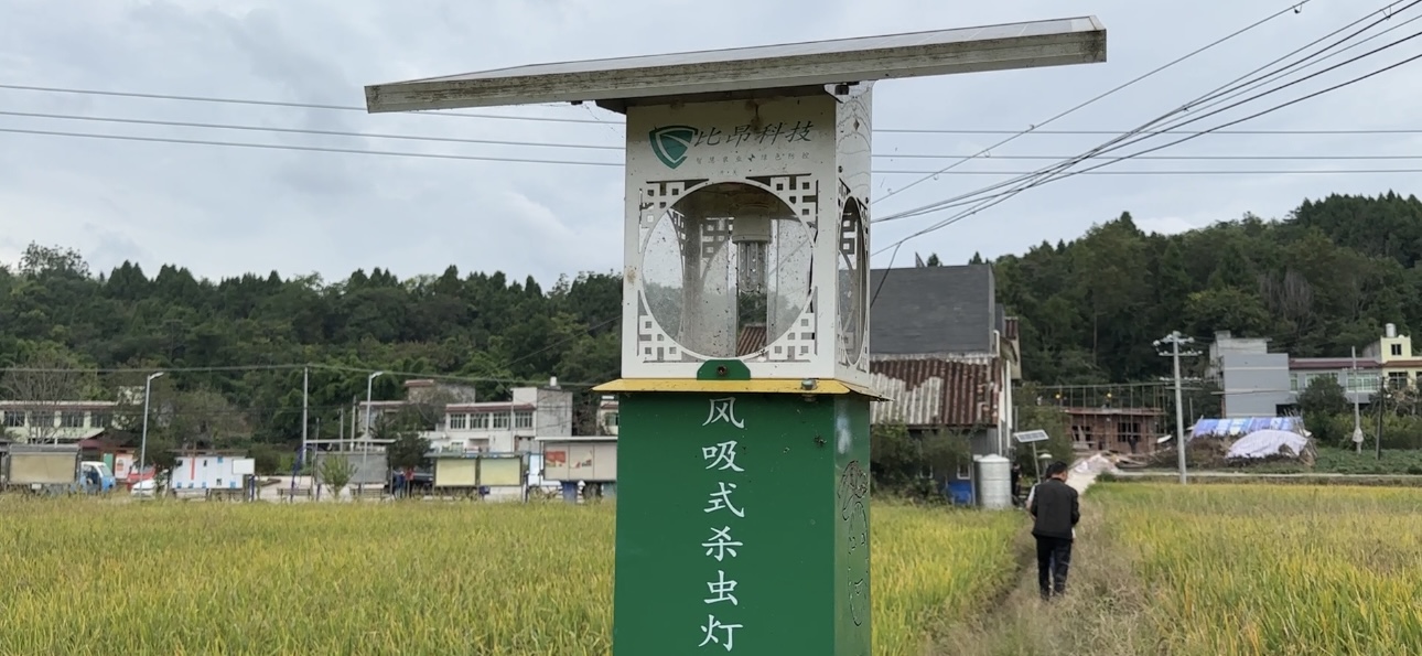 阳光政务｜简阳一农户田地里遭遇“虫子大军”怎么办？