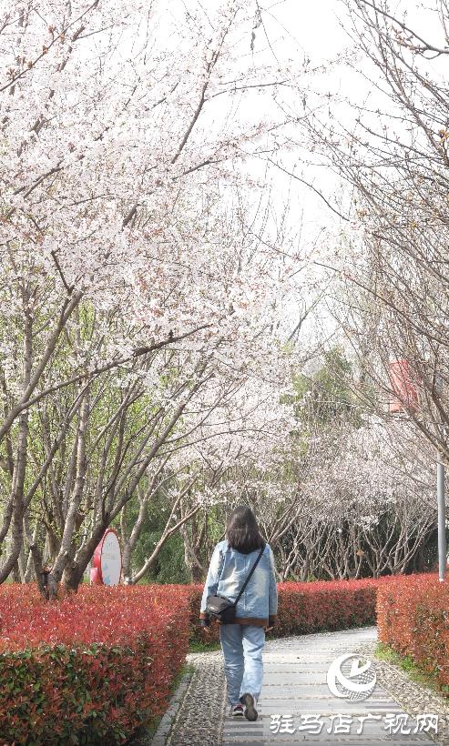 黄淮学院的春天,美丽的黄淮学院