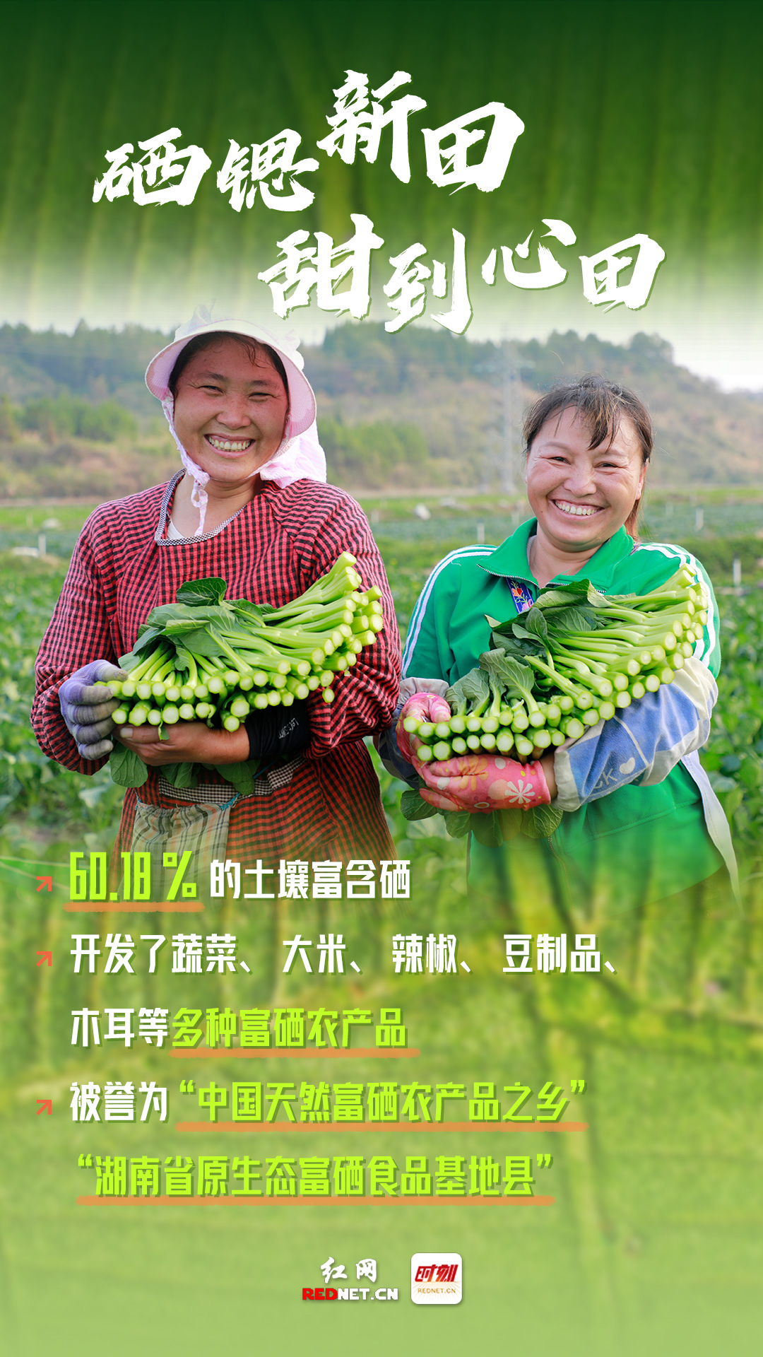 数说丨挺进大湾区粤港澳缘何青睐永州新田蔬菜