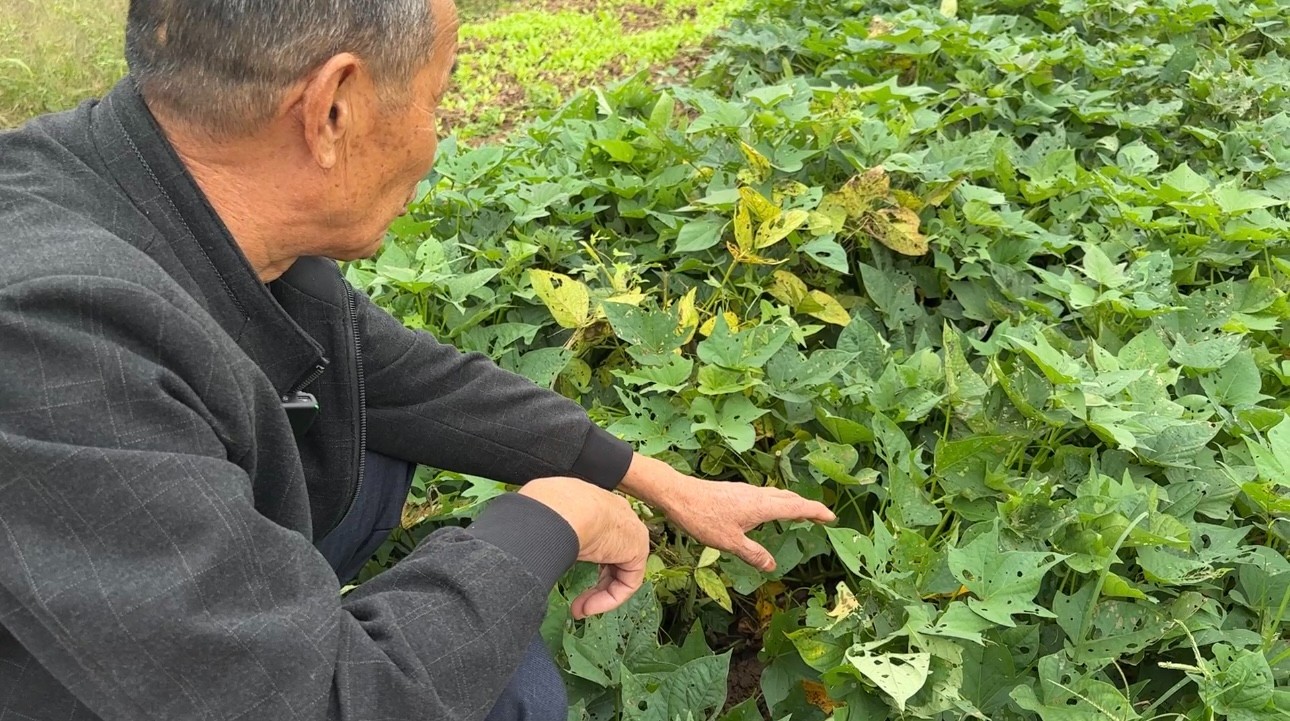 阳光政务｜简阳一农户田地里遭遇“虫子大军”怎么办？