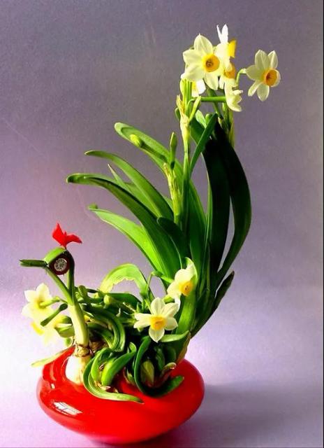 昆明邀你来赏花,邀你来赏花