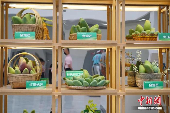 东西问丨黄国弟：芒果是怎样从热带果园飘香全球的？