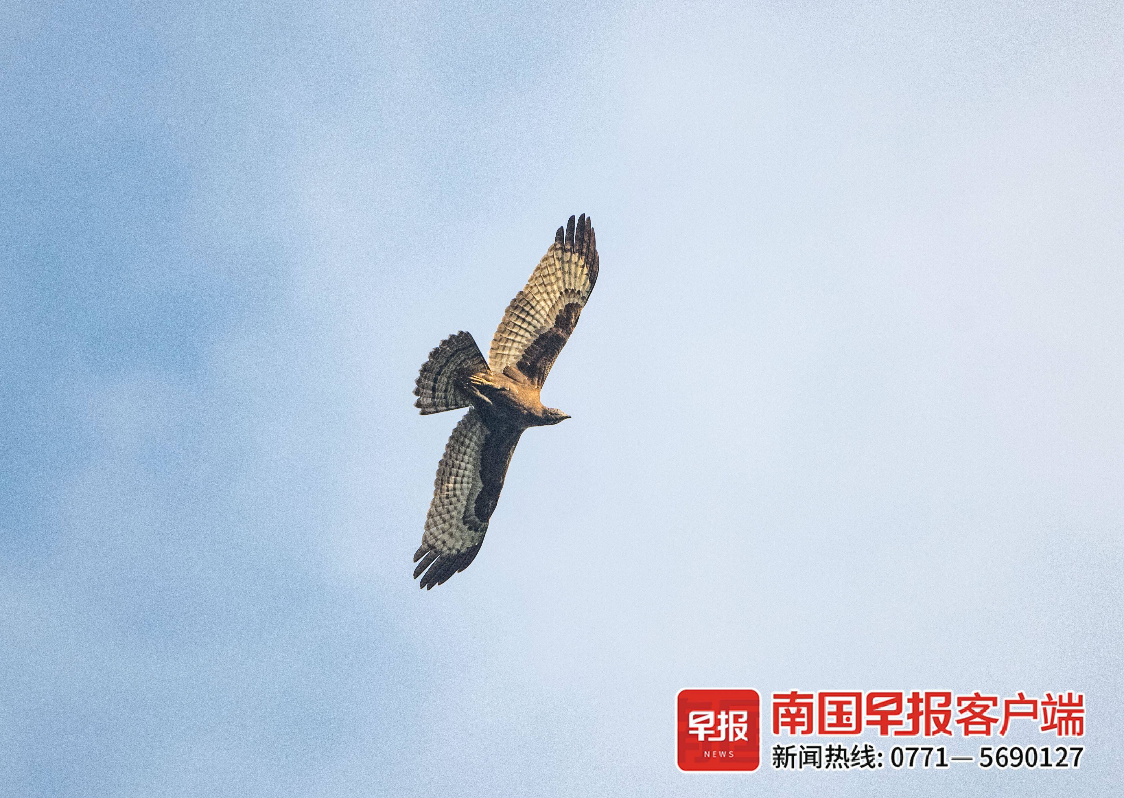 北海上空频繁出现飞机低空飞行,北海冠头岭猛禽在哪