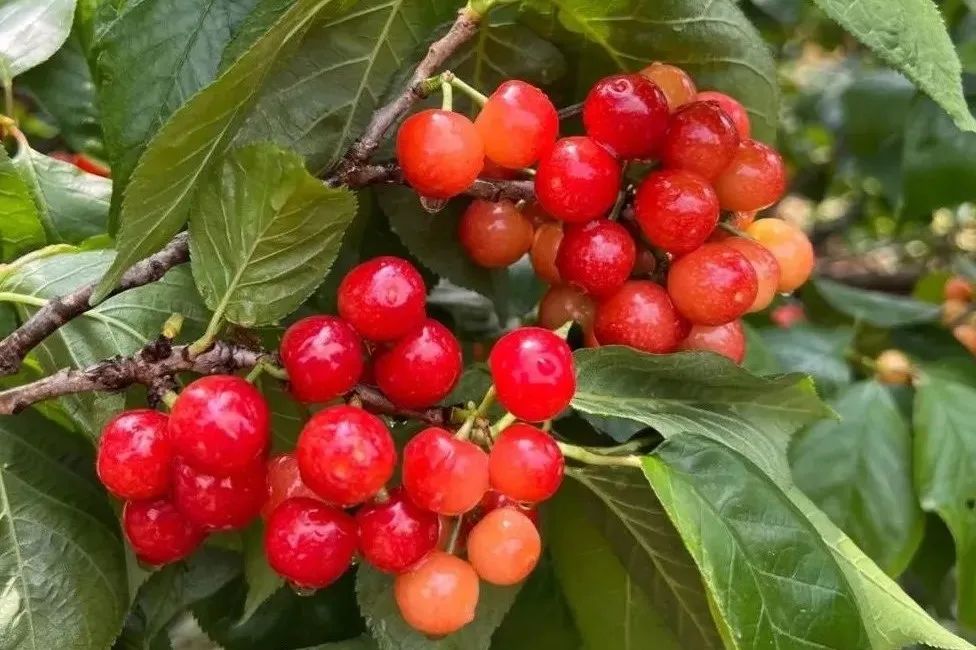 宜良附近樱桃采摘,宜良上米户樱桃熟了吗