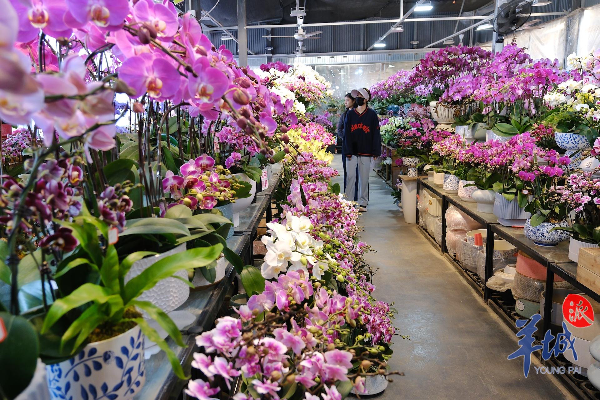 广州年花行情,广州年花价格最新行情