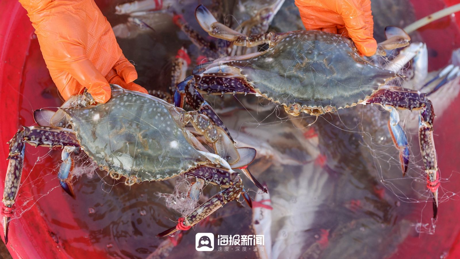 日照海鲜海蜇专卖,日照小螃蟹价格最新行情