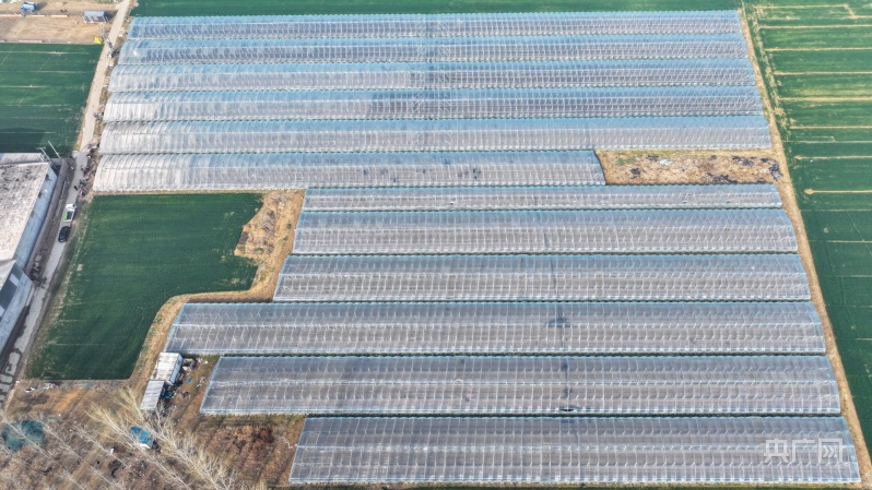 河北哪种甜瓜种植最好,邢台威县甜瓜种植