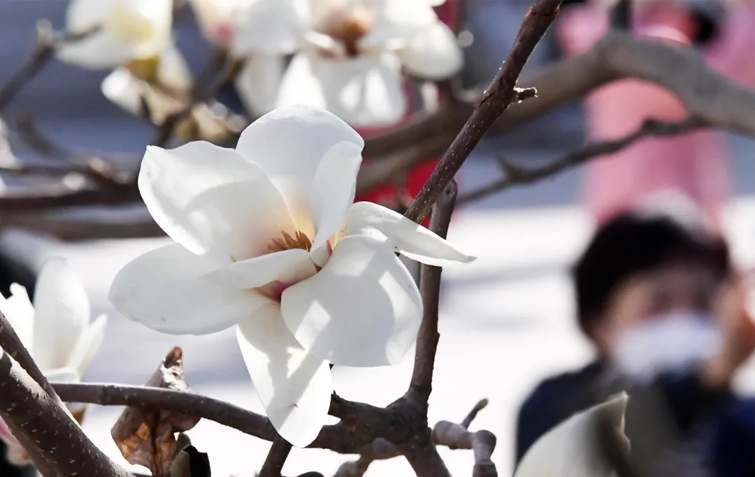 沈阳樱花拍照打卡,沈阳赏花打卡地