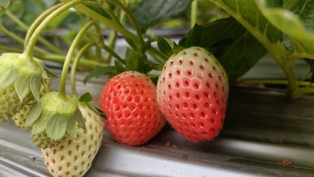 荣获中国绿色食品认证,获得绿色食品认证