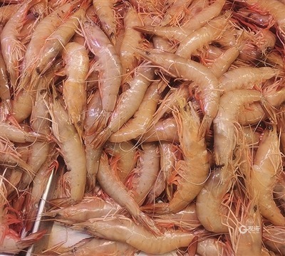 青岛开海什么海鲜最好,青岛开海了新鲜肥美的海鲜已上市