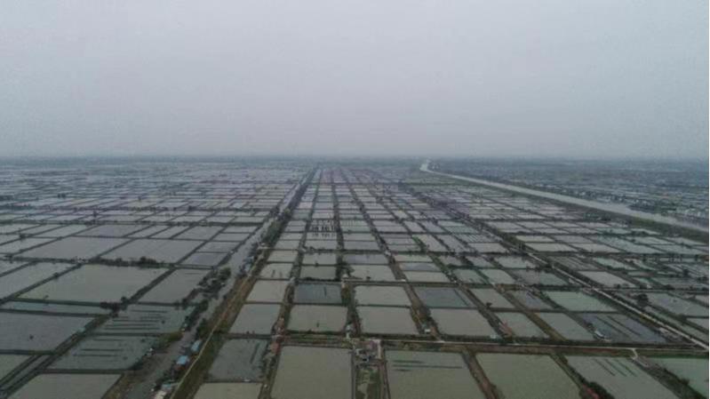 泗洪：大螃蟹钳住“致富经”