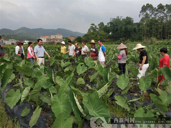 广西农科人韩柱强:躬耕田间践初心聚力乡村振兴