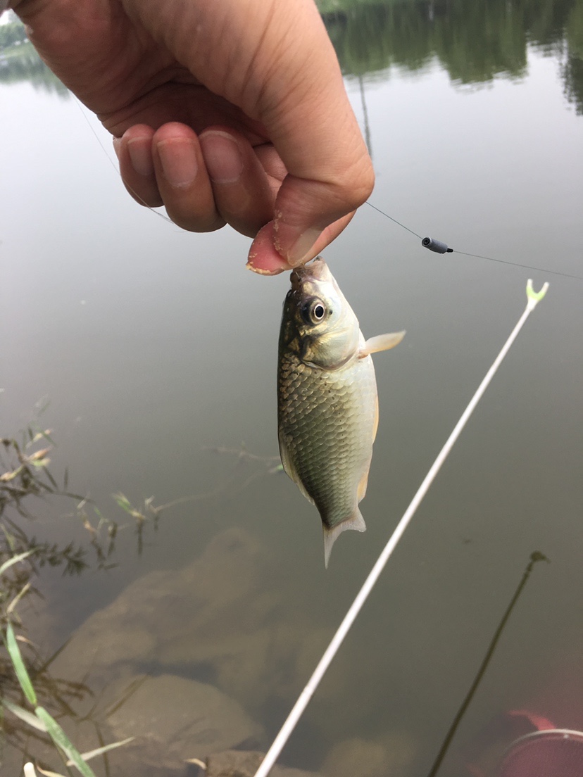 玉米面总是揉不成团,玉米面不筋道怎么办