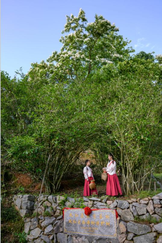 政和白茶顺应天时,政和白茶的种植方法