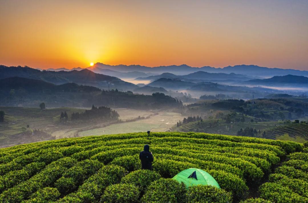 政和白茶顺应天时,政和白茶的种植方法