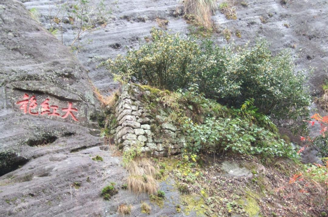 政和白茶顺应天时,政和白茶的种植方法