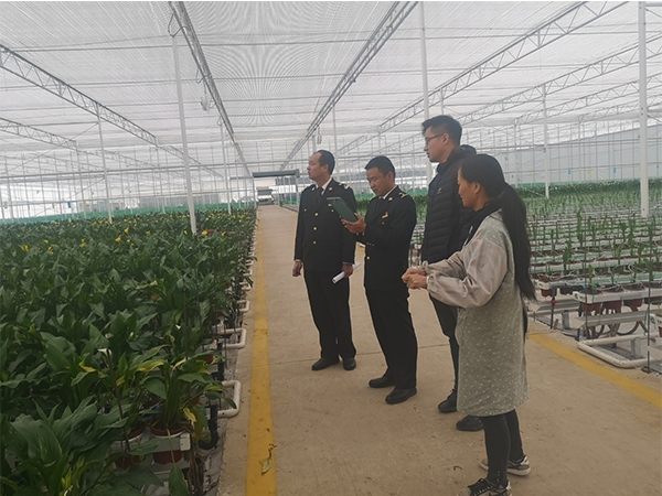 丽江海关扎实开展进境花卉种球后续监管，助力丽江高山花卉产业发展