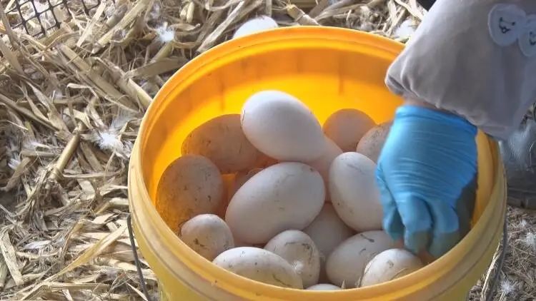 养鹅合作基地有哪些,农民创业致富好项目养鹅