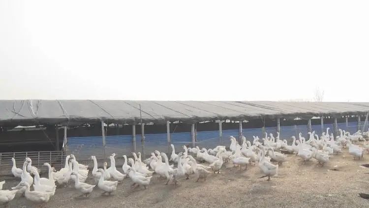 养鹅合作基地有哪些,农民创业致富好项目养鹅