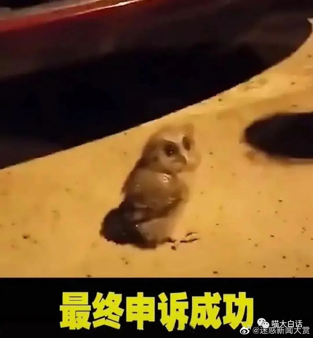 女生聊天回哈哈哈怎么回复高情商,高情商回复我想你了聊天技巧