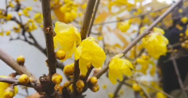 苏州赏腊梅最佳去处,苏州腊梅观赏攻略