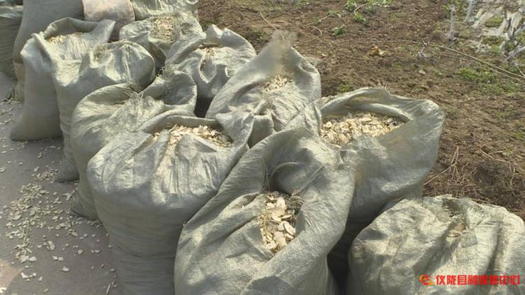 桑枝怎么废物利用,桑枝加工入药视频