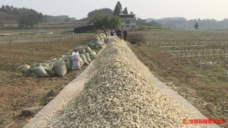 桑树枝怎么加工成药材,桑枝粉碎后的用途