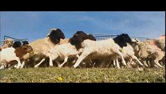 舌尖上的年货老字号,舌尖上的美食之备年货