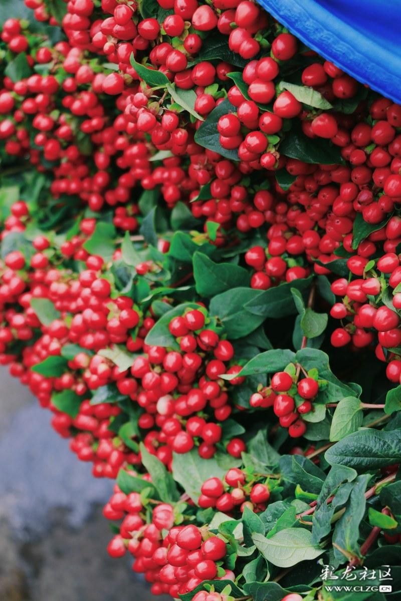 过年去云南哪里最有年味,春节期间云南哪些地方年味足