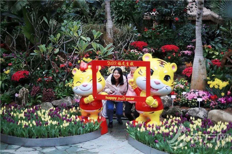 短叶虎尾兰的独特特征,金边虎尾兰百合科虎尾兰属植物