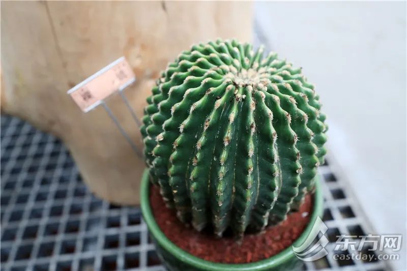 短叶虎尾兰的独特特征,金边虎尾兰百合科虎尾兰属植物