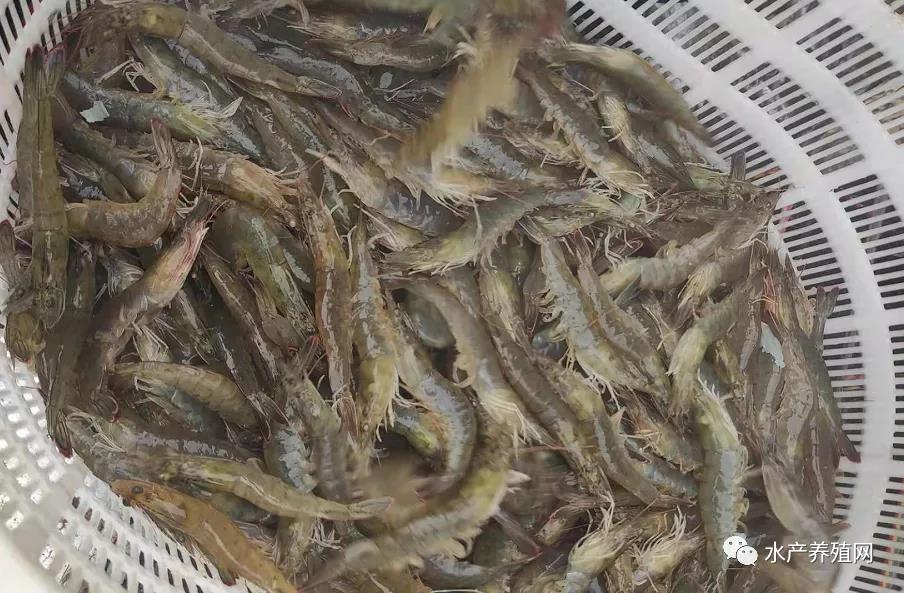 对虾今日虾价格最新行情,2022对虾价格元宵会涨吗