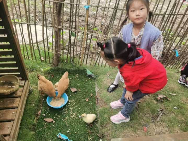 当班级里来了两只鸡……这群孩子不仅孵了蛋，赚了钱，还进行了生命教育