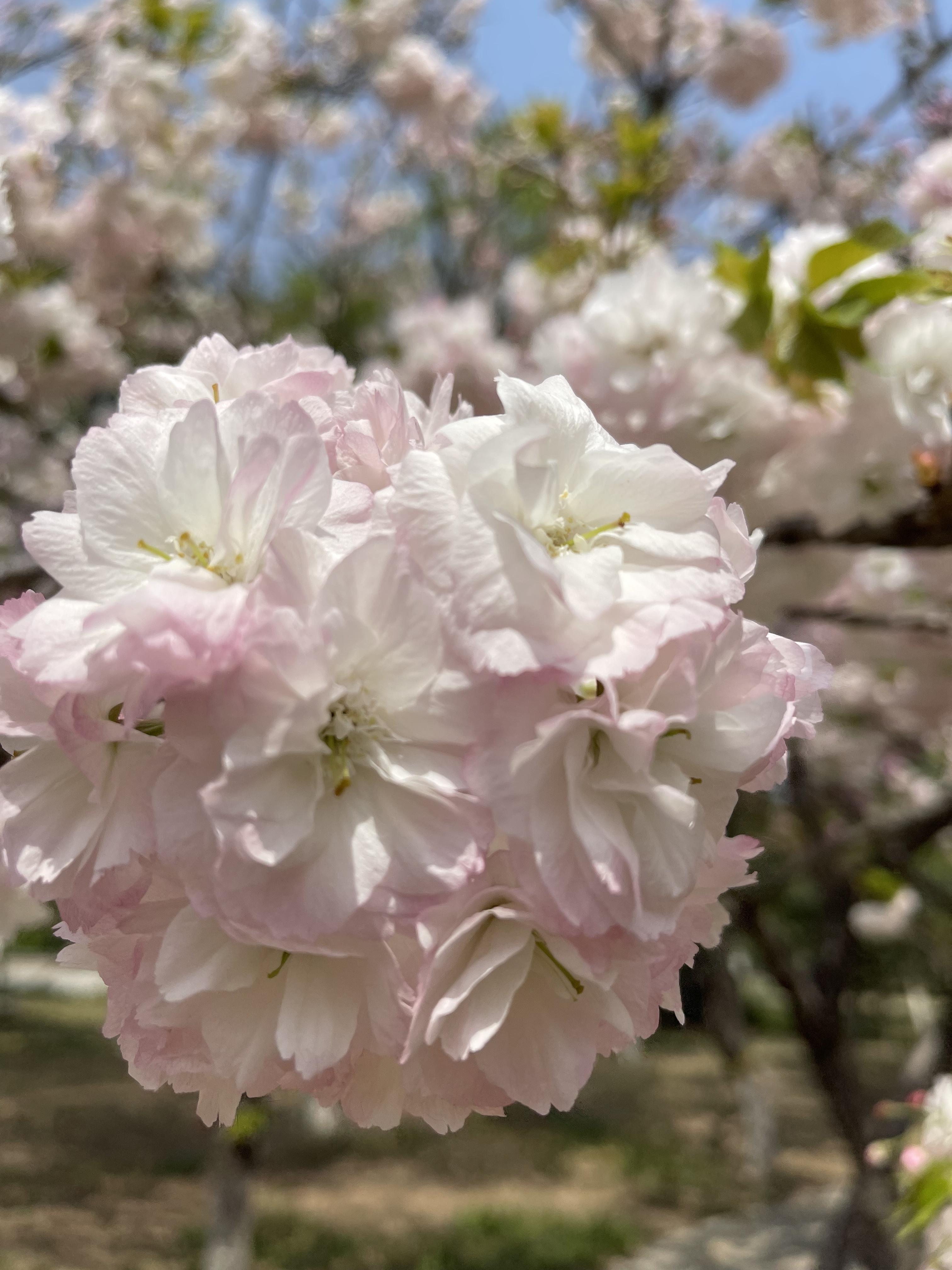 河滨公园樱花盛开花香弥漫,春天必打卡的桃花樱花海棠花胜地