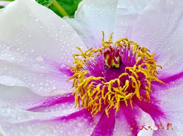 又到牡丹花开时不负光阴不负春