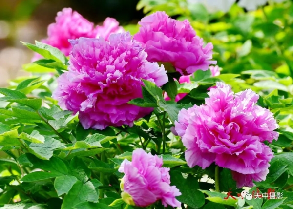 又到牡丹花开时不负光阴不负春