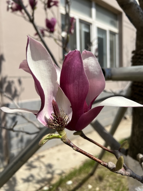 暖心守护，沈阳市第二十四中学教师线上教学展风采